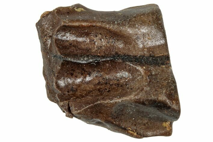 Fossil Triceratops Shed Tooth - Wyoming #358171